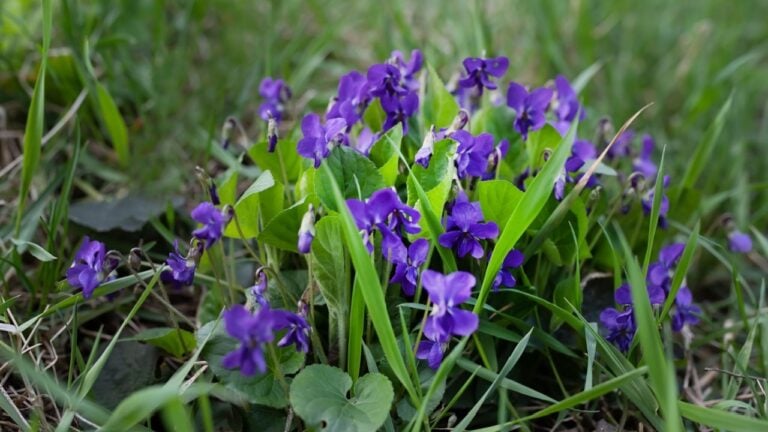 Viola odorata , wood violet, sweet,English,common violet,florist's violet, garden violet in the forest during the flowering and collection period for the manufacture of medicinal herbs