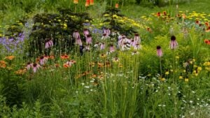 A xeriscape garden with a wide variety of hardy, drought tolerant plants, including Echinacea, Coneflowers, Gaillardia, Geranium rozanne, Poker plants and more.