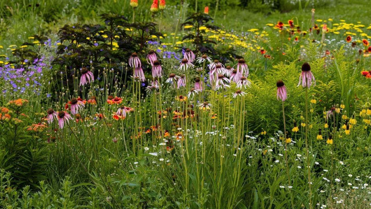 A xeriscape garden with a wide variety of hardy, drought tolerant plants, including Echinacea, Coneflowers, Gaillardia, Geranium rozanne, Poker plants and more.