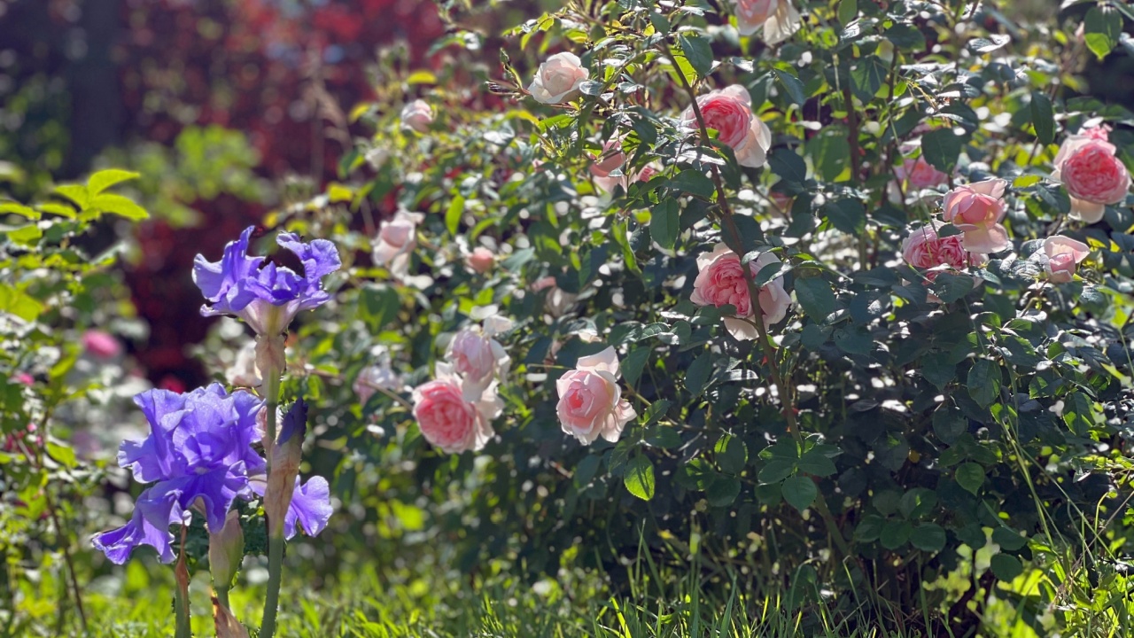 Rose bush and iris flowers in summer garden.
