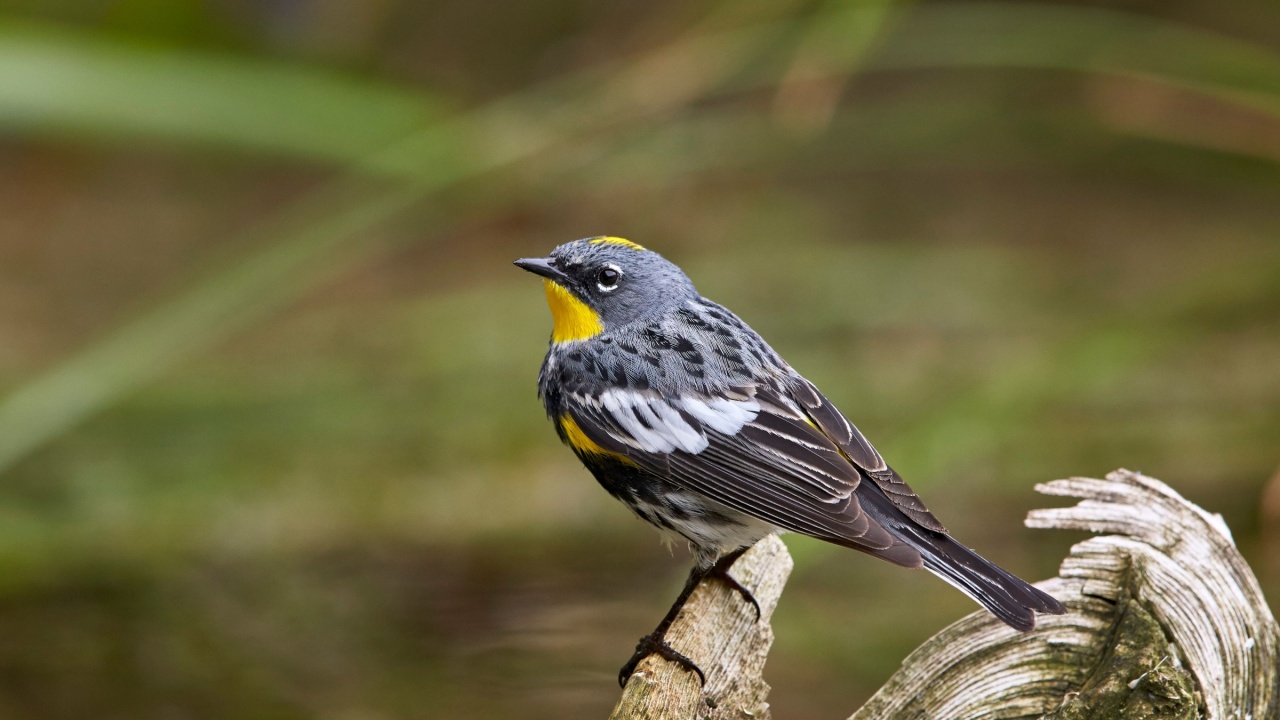 Audubon's yellow-rumped warbler (dendroica coronata auduboni), yellowstone national park, wyoming, united states of america, north america