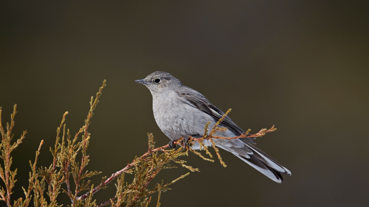 Townsend's solitaire (myadestes townsendi), yellowstone national park, wyoming, united states of america, north america