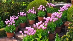 Spring pink, violet colored potted tulips along a brick walkway path. NO data licensing.