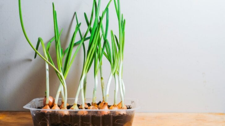 These Are The 12 Cheapest Vegetables to Grow at Home