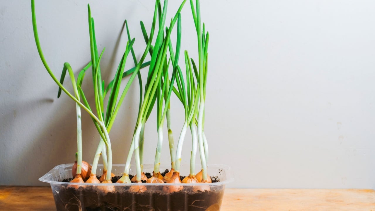 Plastic container with fresh scallion on wooden table by a light color wall. Green organic onion crop at home for making fresh delicate salad. Hobby and cost saving measures. House farm.
