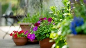 Beautiful purple petunia flowers blossoming in flower pots in a backyard. Beauty in nature.