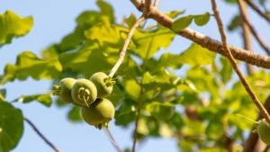 Fruit of the Manchinell tree.