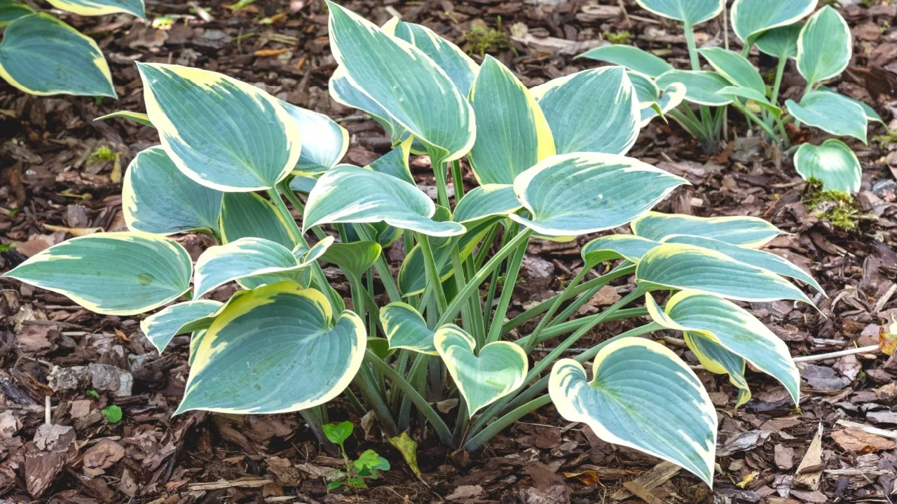 Hosta First Frost plant with variegated leaves in a garden
