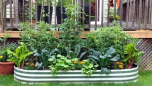 Vegetables and flowers grow together in an edible garden inside a galvanized metal raised bed. Concept of portable gardens for renters, and gardening for health.