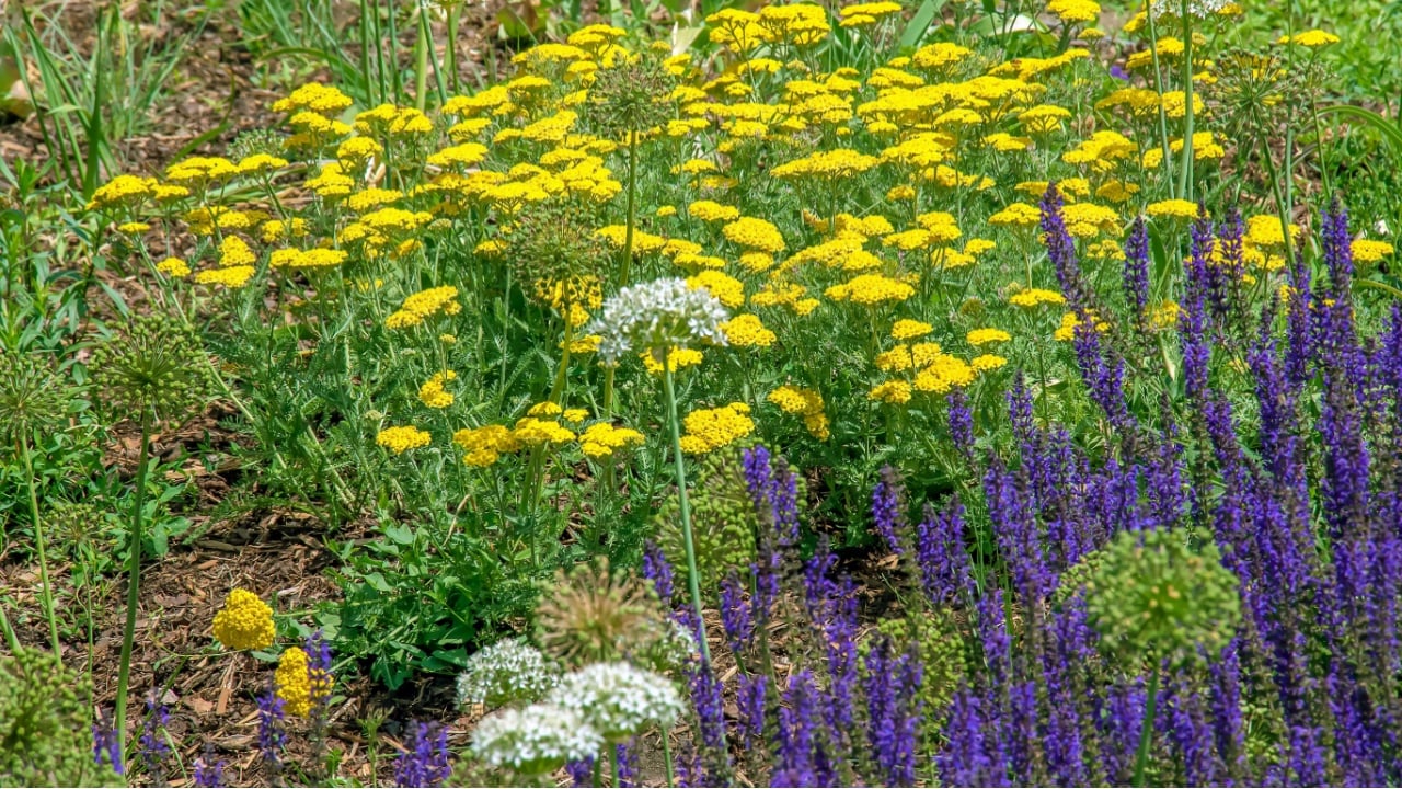 Yarrow flowers or Achillea filipendulina on a natural green background.
