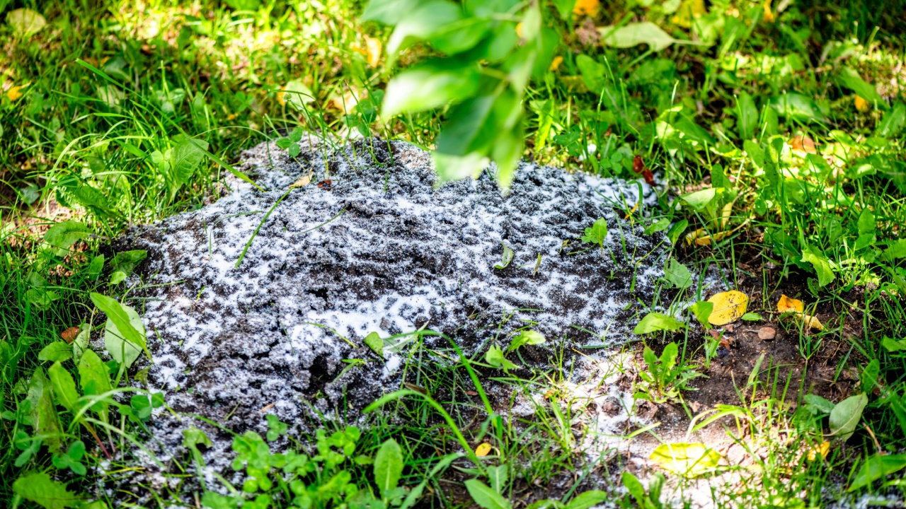 anthill sprinkled with soda, ant repellent, pest control in the garden