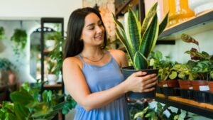 Cute woman is holding a snake plant in a pot while shopping in a plant store