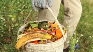 Zero waste, composting, bio waste concept. Farmer with vegetables and fruits food scraps in bucket, compost