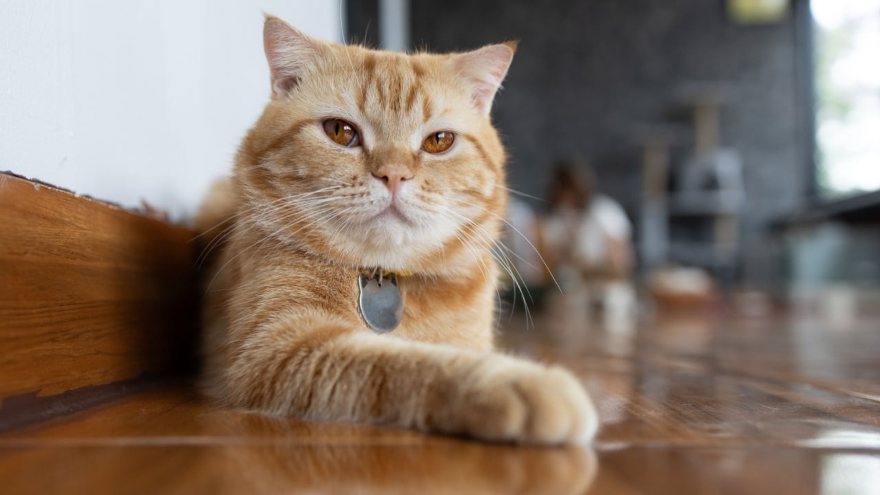 Ginger british shorthair is sitting comfortably in the living room.The British Shorthair is the pedigreed version of the traditional British domestic cat.