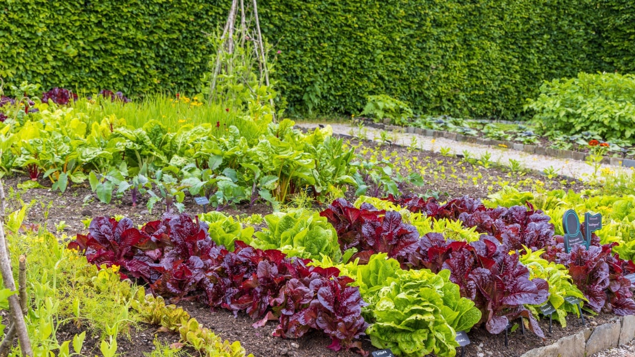 Small potager garden with rows of red and green leaved salad plants.
