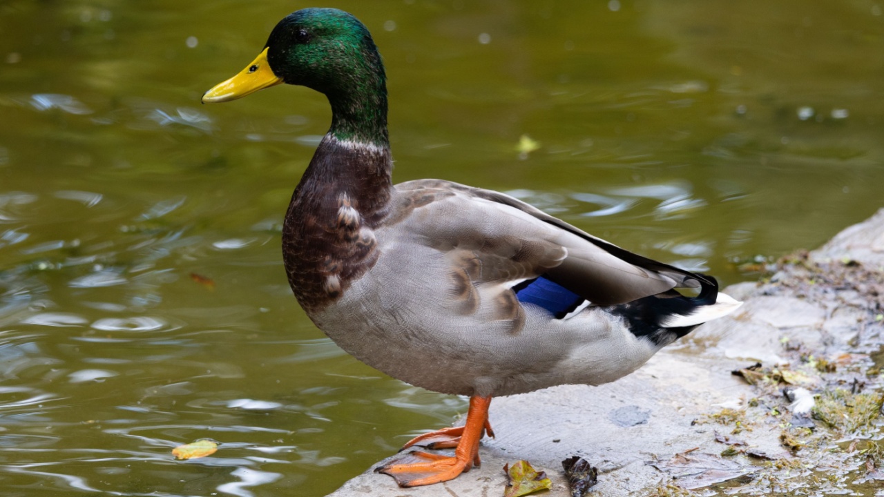 A mallard duck on water lake