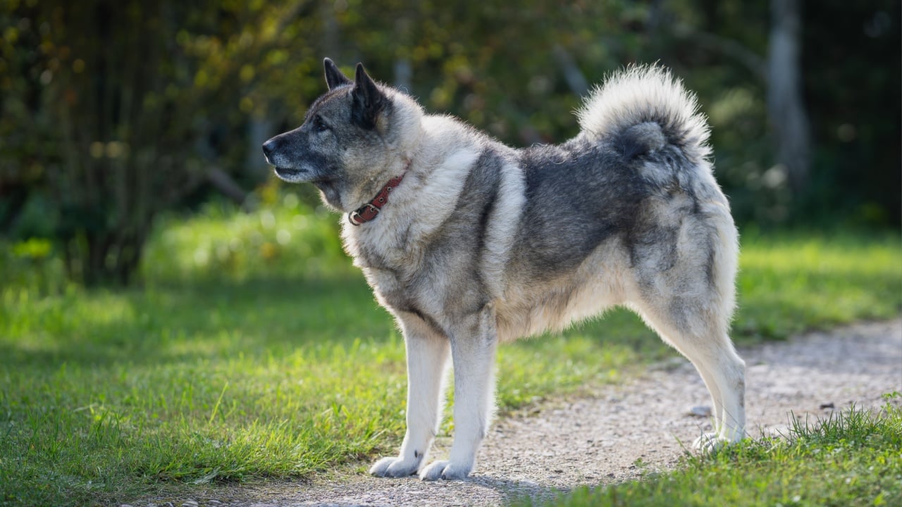 Norwegian elkhound guarding territorium in sunny autumn day. The Norwegian Elkhound has served as a hunter, guardian, herder, and defender.