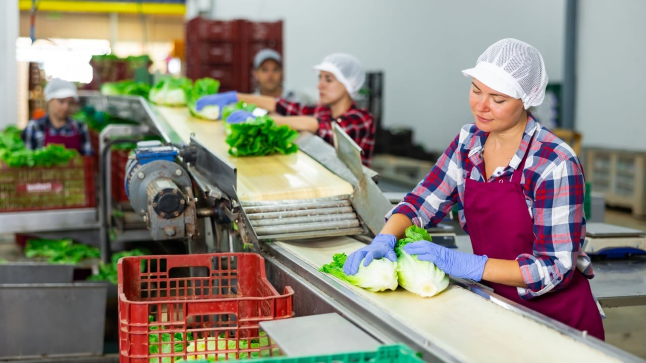 Young woman in apron sorting and stacking fresh green lettuce manually while working in vegetable factory.