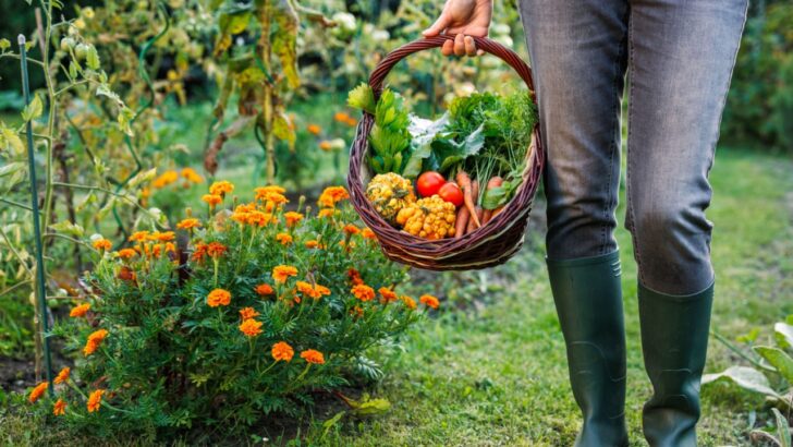 Your Grandmother Was Right About What Belongs Near Your Tomatoes (How to Boost Harvest by 50%)