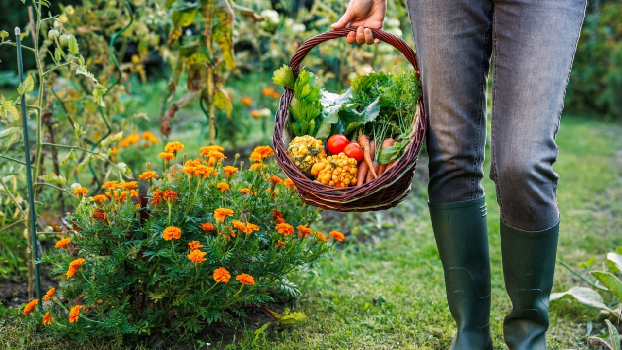 Gardener harvesting fresh vegetable from organic garden. Woman holding basket filled with carrots, pumpkins, tomato and leaf vegetables, surrounded by marigold flowers