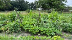 Traditional Three Sisters Native American farm in Iowa
