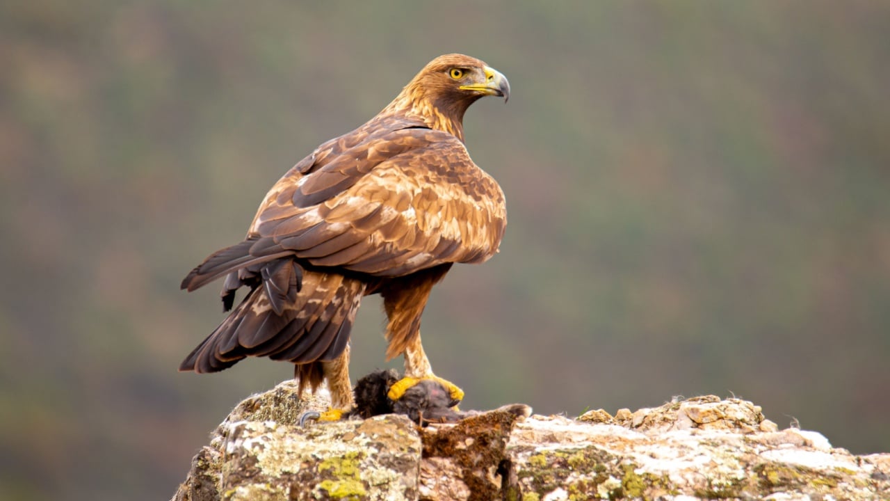 A golden eagle eating a rabbit, surveying the majestic wilderness landscape below