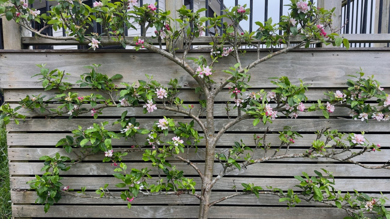 Espaliered apple tree with pink blossoms growing along a trellis in spring