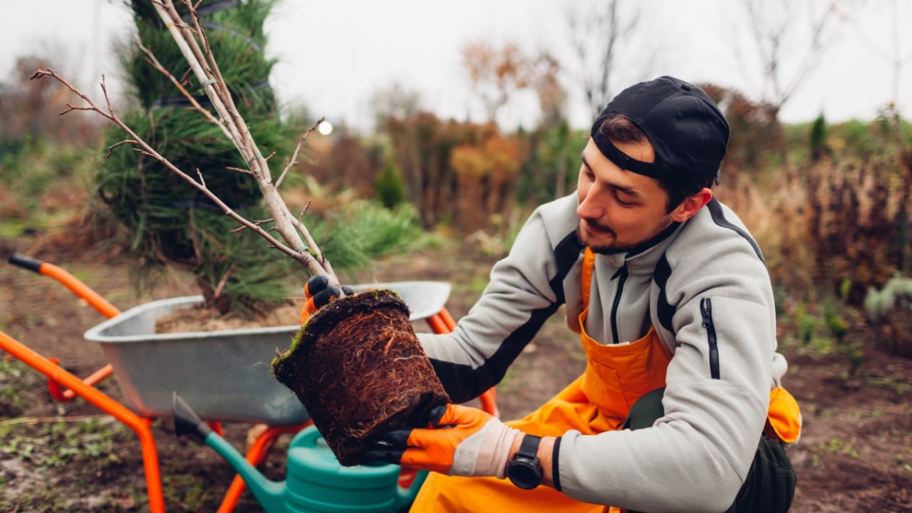 Young man gardener planting trees in autumnal garden with pine tree wheelbarrow using watering can. Checking root system.