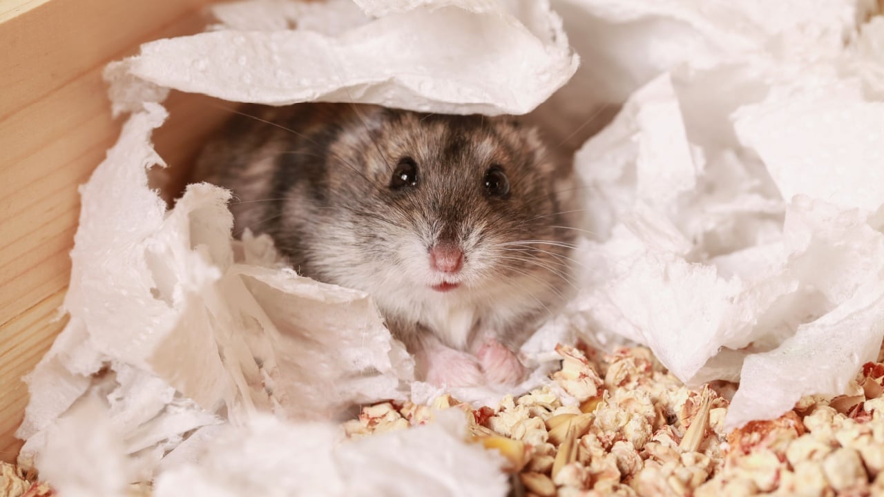 Djungarian Hamster Paper Litter Substrate for Rodents