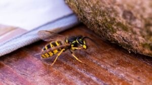 A closeup of a hornet, vespa standing on a wooden surface