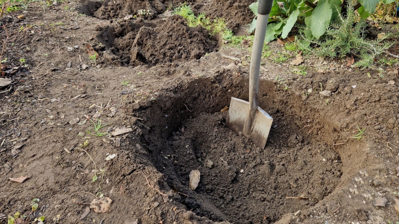 gardeners dug holes for trees or bushes. deep wells are regularly spaced in the bed to replace poor-quality soil with a substrate with peat