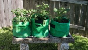 Potatoes in a Bag. Grow bags with soil are used for easier care and cultivation of potatoes.