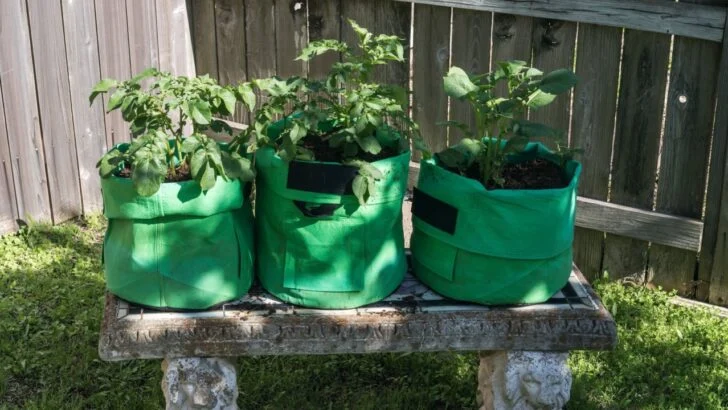 10 Steps to Growing Potatoes in Containers (And the Mistakes That Ruin Most First Attempts)