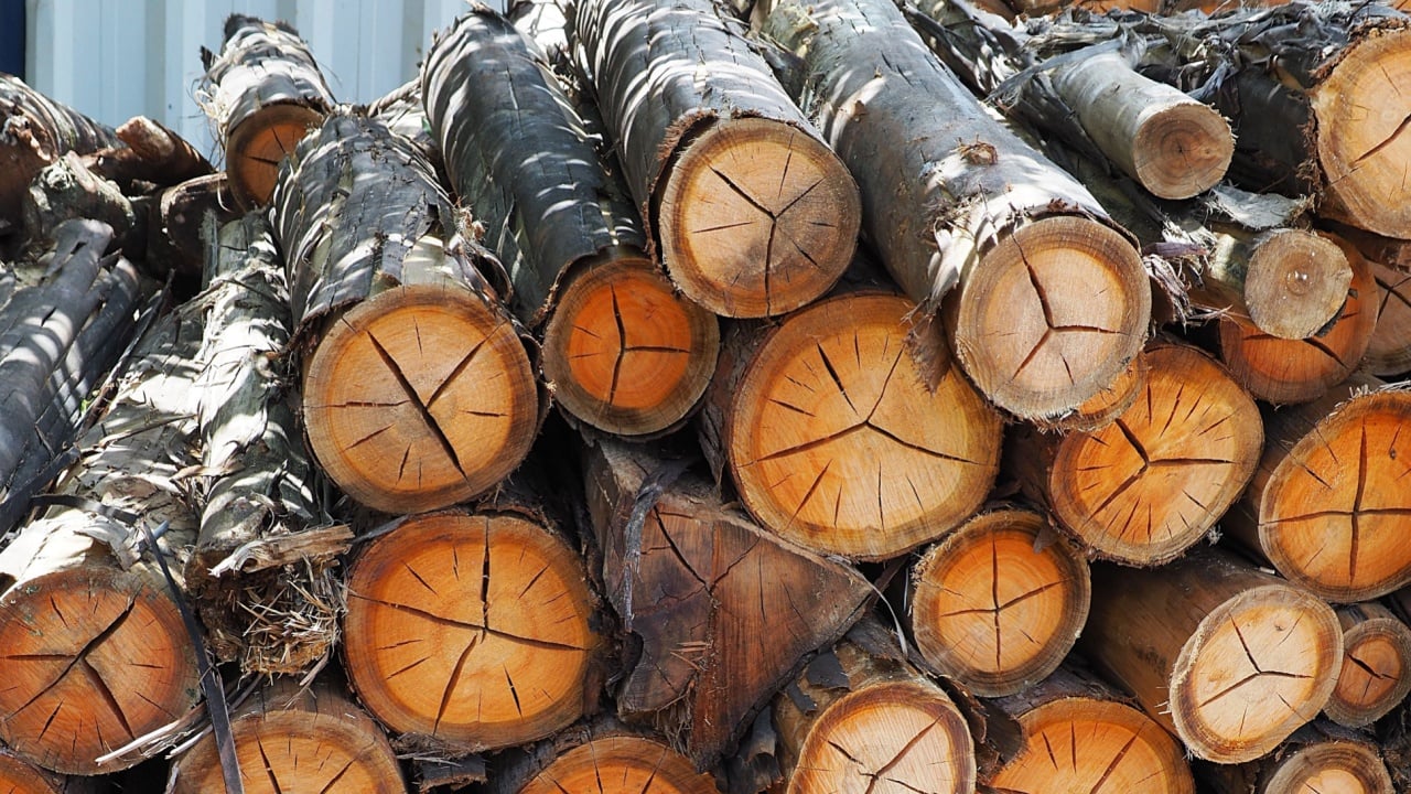 Eucalyptus, trunk, wood, bundle ou wood, log for planting, farm, Brazil, 2025