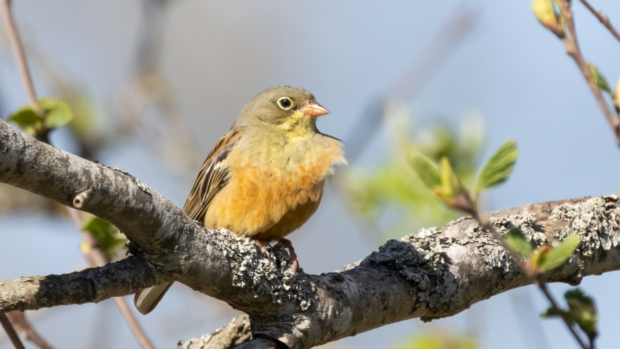 Ortolan Bunting is beautiful songbird