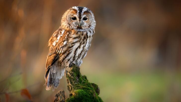 Celebrate World Wildlife Day With Plants That Make Your Garden a True Haven