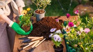 gardener plants flowers in the garden close-up, garden care
