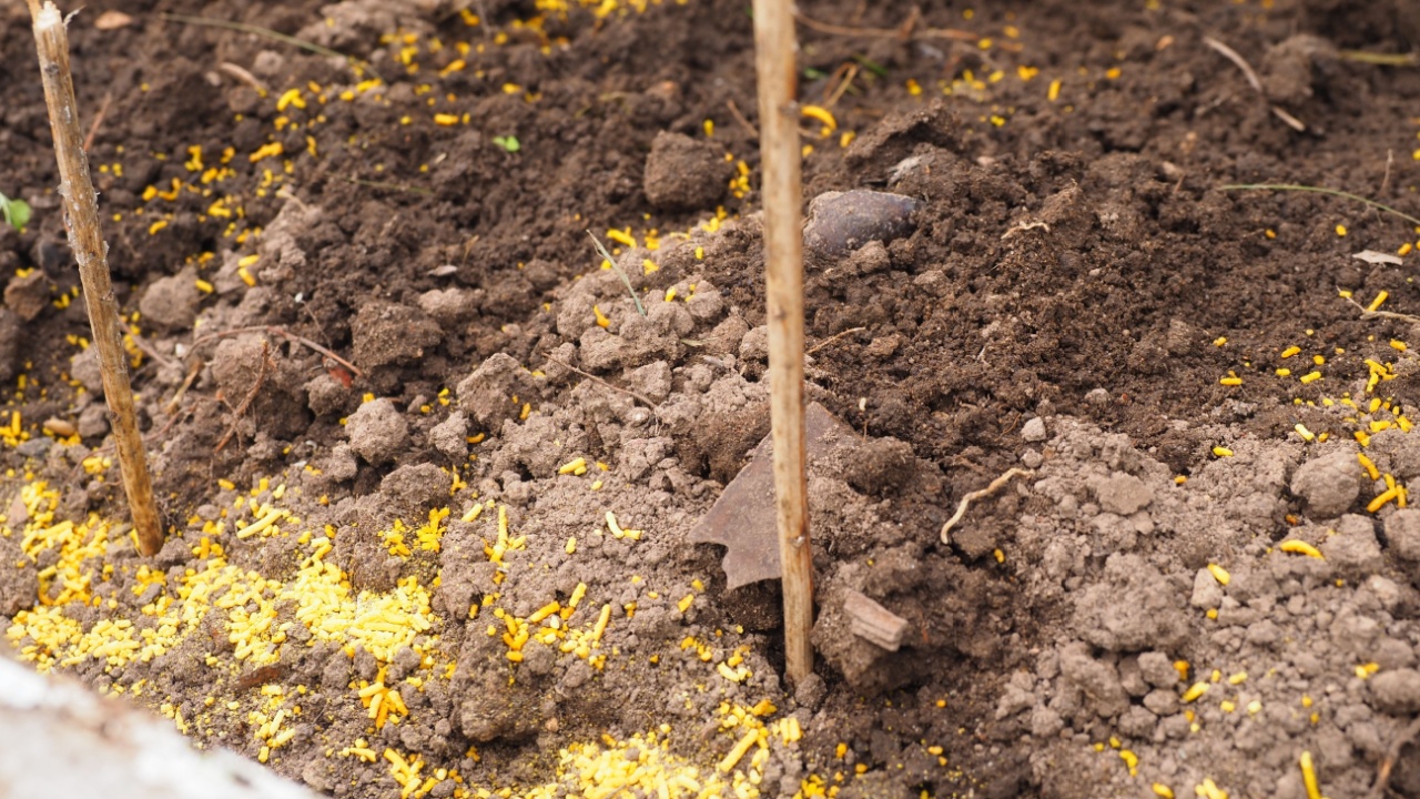 Orange granules for ant control are scattered on the soil. Control of garden pests, increasing the survival rate of seedlings and sown seeds.