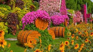 Dubai Miracle Garden with vibrant floral displays, heart-shaped arches, and colorful flower sculptures. Lush greenery and creative designs make it a breathtaking attraction