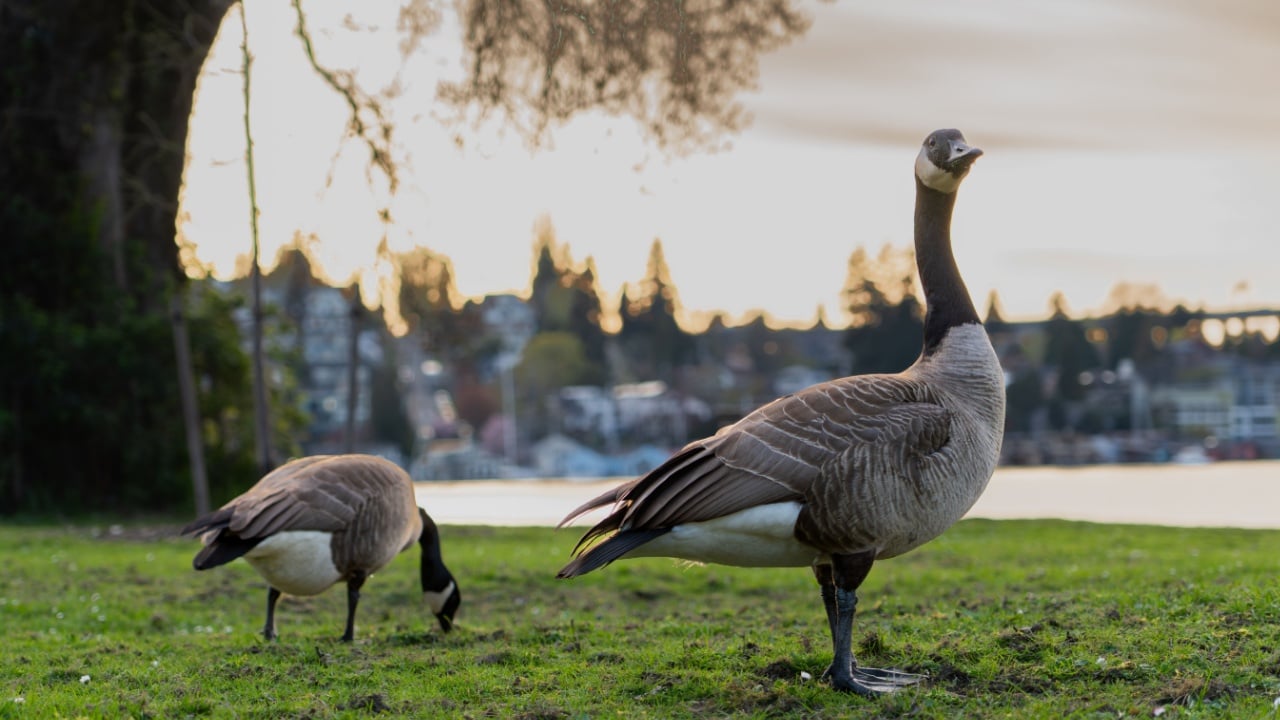 Seattle WA USA - April 7th 2025: Canada Goose on grass by lake Washington