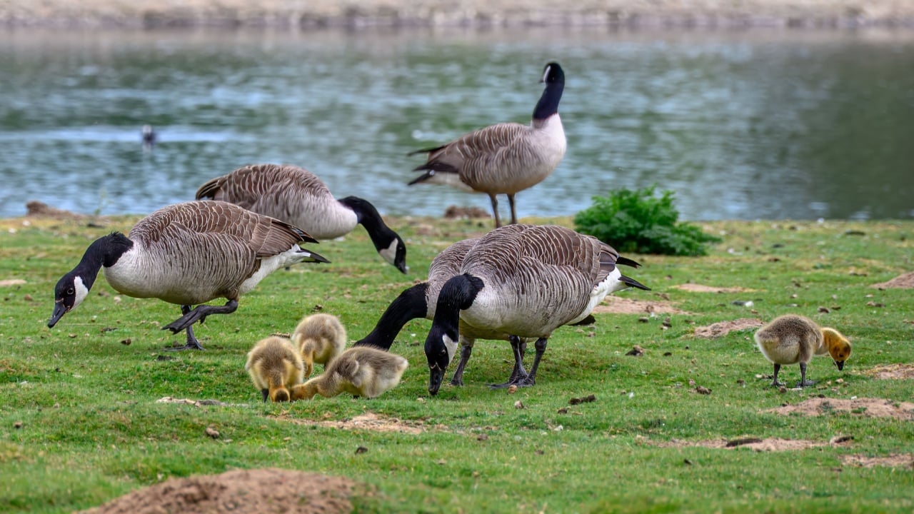 Canada goose branta canadensis with goslings by a pond
