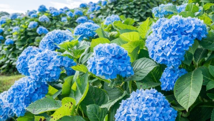 The Secret to Growing Blue Hydrangeas