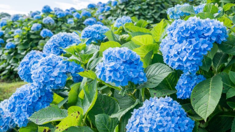 Natural Landscape view of purple Hydrangea flower (Hydrangea macrophylla) in a garden with mountain and blue sky
