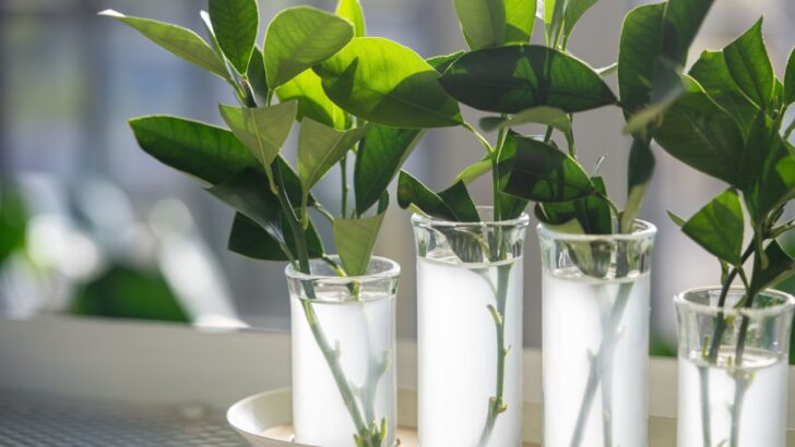 The Easiest Indoor Plants to Propagate for Free, According to Gardening Experts