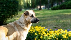 Big stray dog in the park. Domestic and stray dogs.