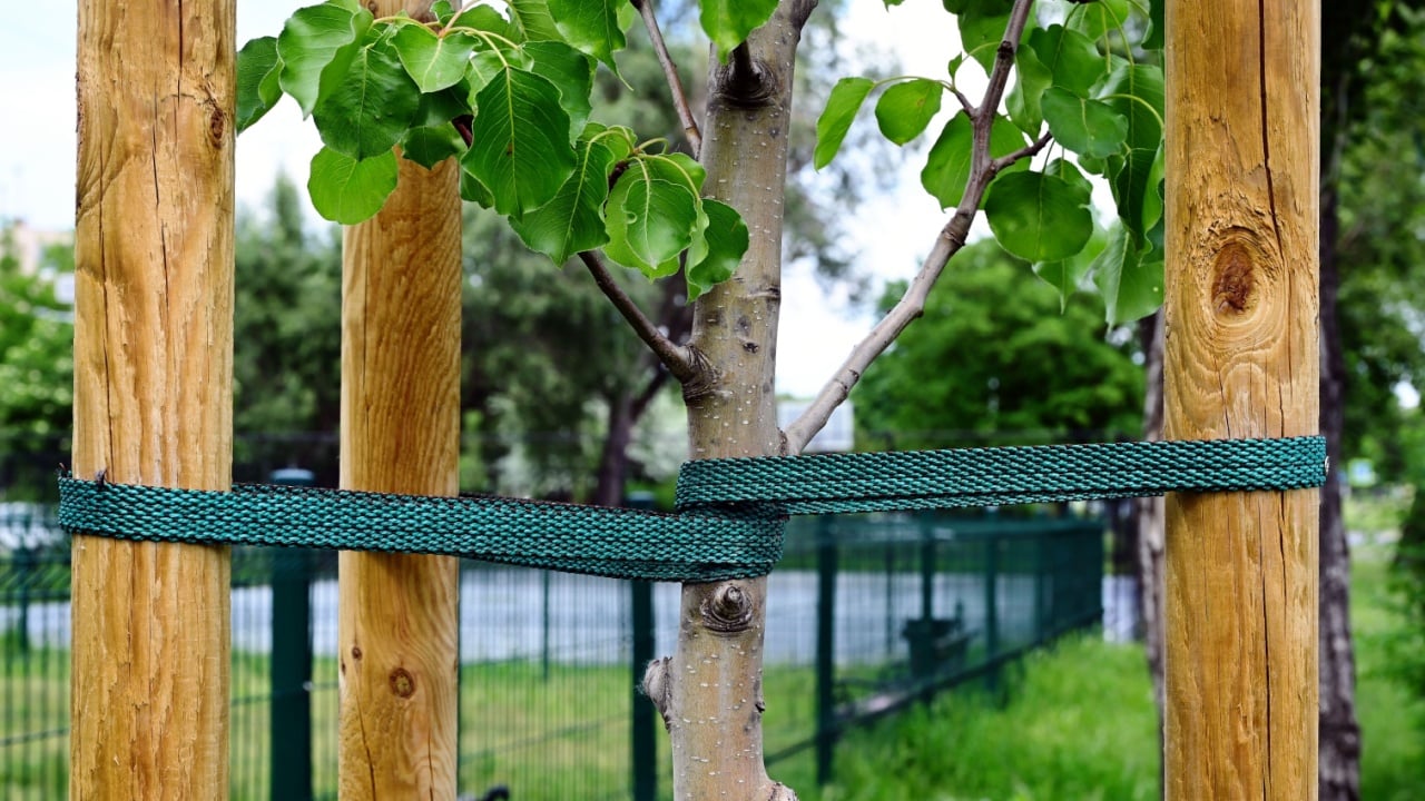 tree stake, tie and support. stabilization device. wood posts surrounding young tree. flat fabric rope fastening and stabilizing the tree trunk in vertical position. nature, gardening and landscaping