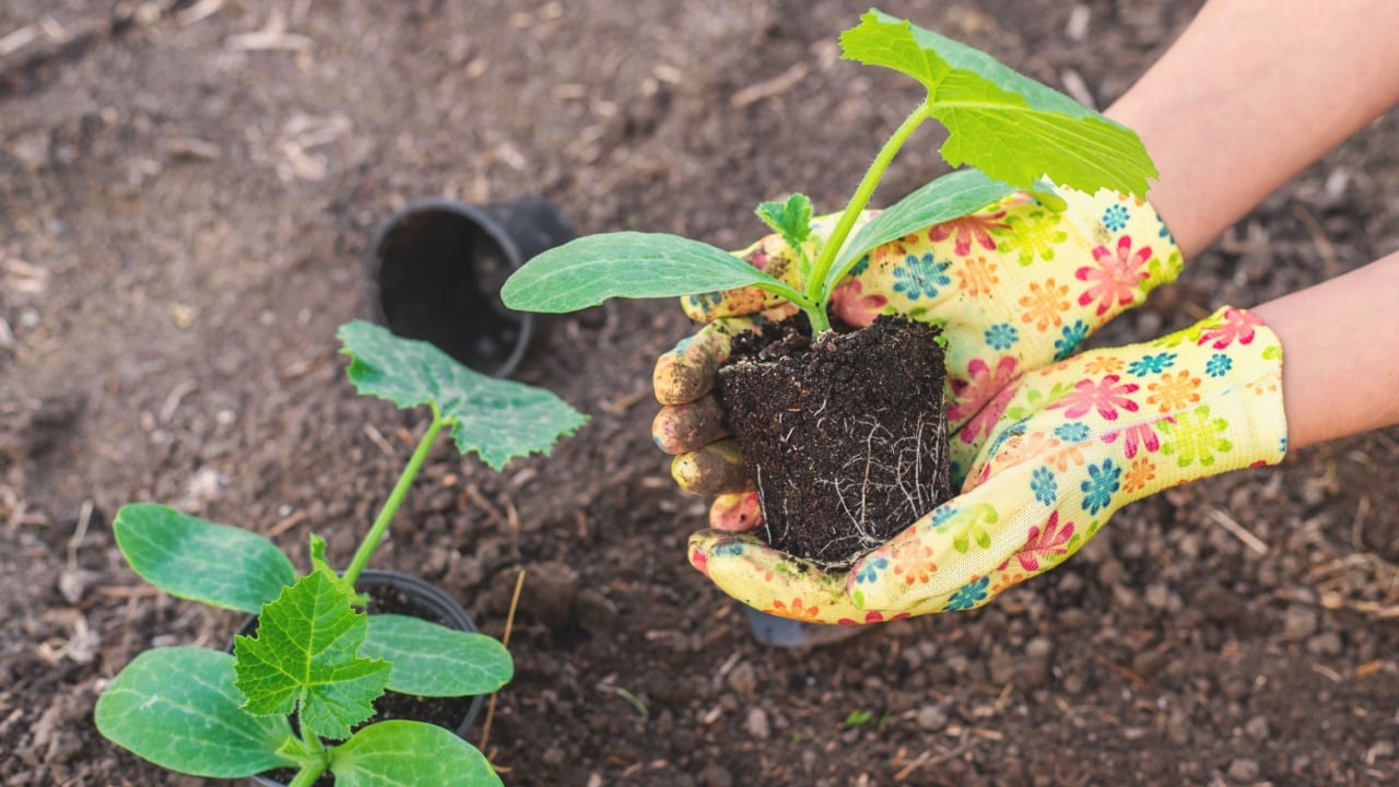 planting zucchini in the garden.