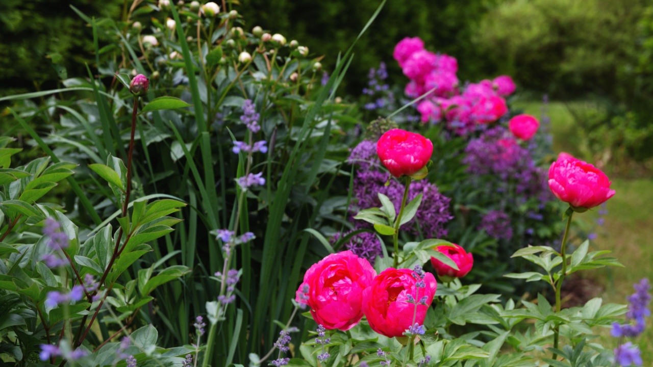 Colorful summer garden with blooming peonies Cytherea, alliums, catmint, fresh green foliage, floral harmony, seasonal flowers, tranquil nature scene, botanical beauty, pink flowers, vibrant colors