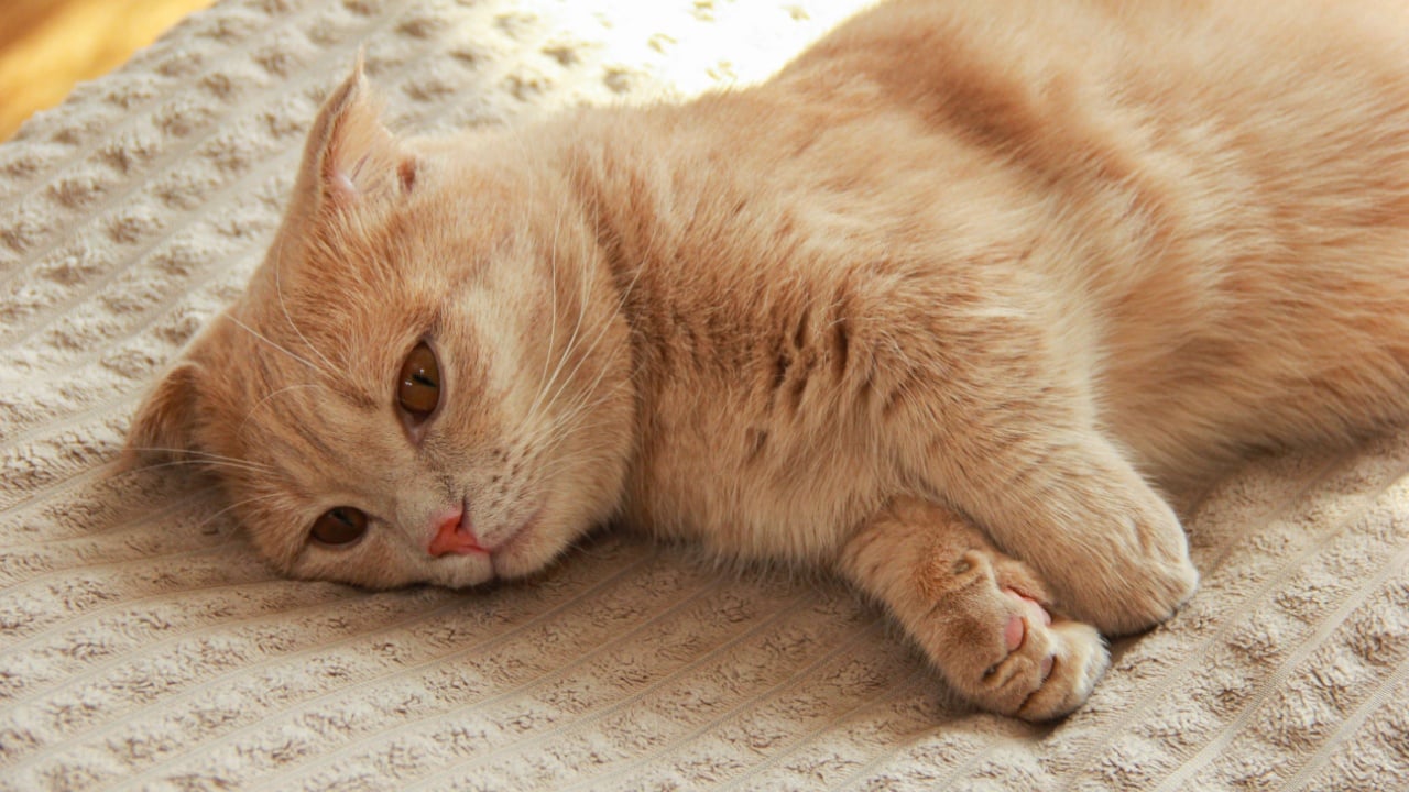 A cute Munchkin cat is relaxing on the couch
