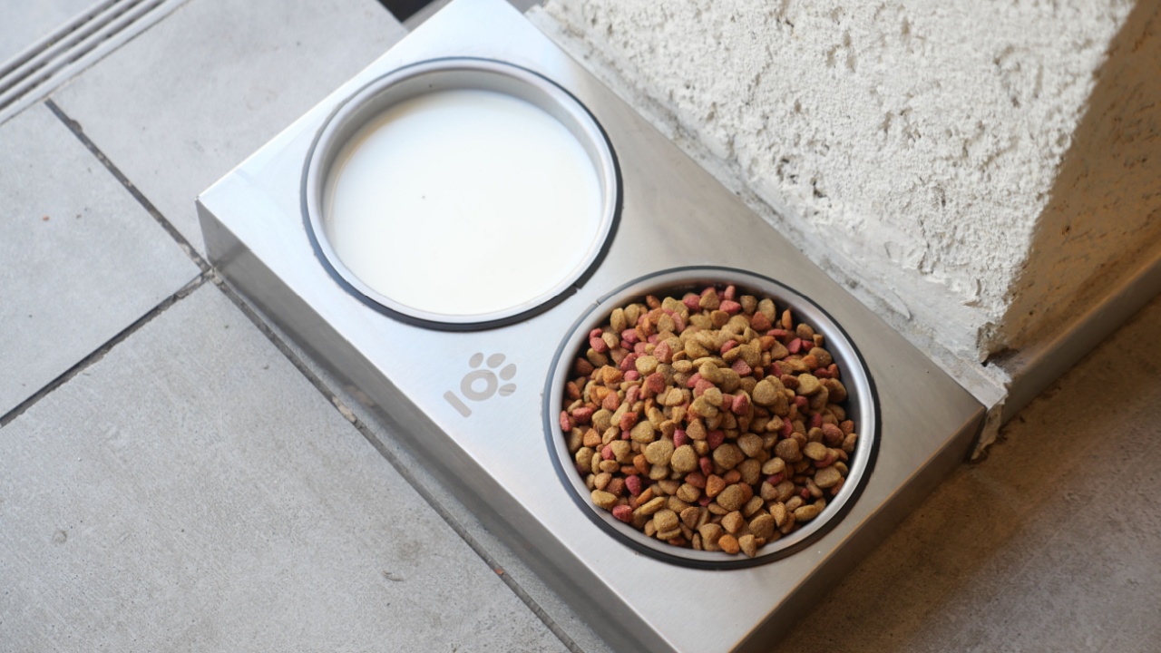 Pet feeding station set up on a modern patio